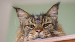Grumpy cat judging you