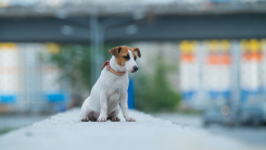 lost dog