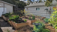Raised beds in garden