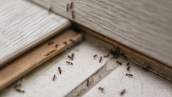 Ants indoors