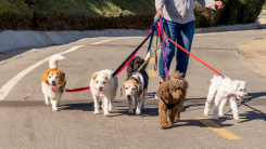 Person walking multiple dogs