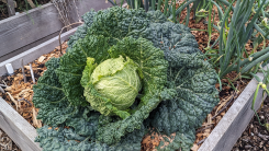 A big savoy cabbage in a vegetable garden