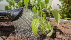 Water coming out of watering can, watering vegetable garden