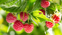 raspberries in garden