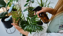 Woman misting houseplants