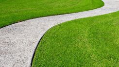 A thick carpet of zoysia grass