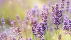 Lavender plants
