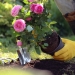 woman gardening 