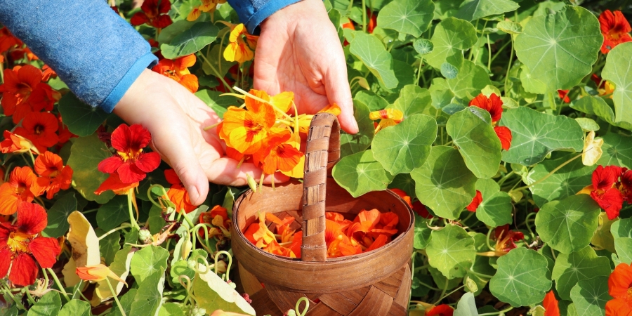 Nasturtiums in garden