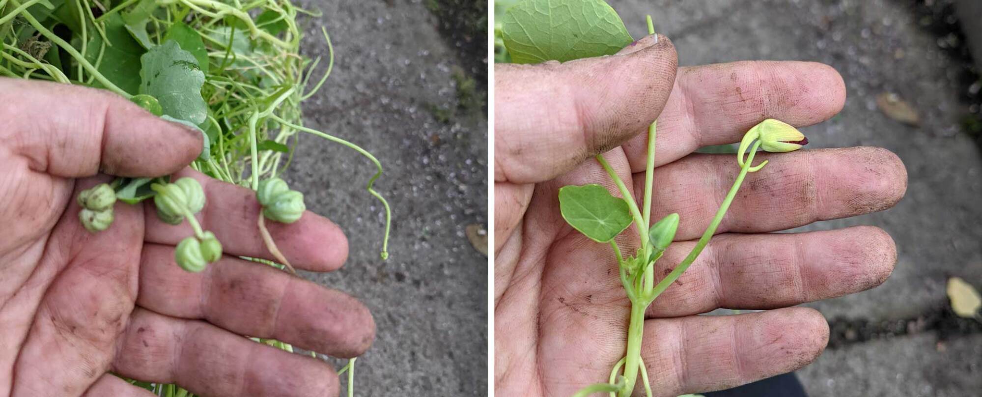 nasturtium seeds vs buds